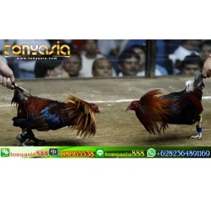 Cara Bermain Judi Sabung Ayam di Tonyasia | Sabung Ayam | Sabung Ayam Online